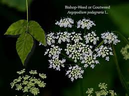 Attēlu rezultāti vaicājumam “Aegopodium podagraria flower”