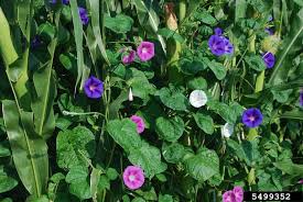 Image result for Ipomoea purpurea