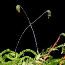 Attēlu rezultāti vaicājumam “Eurhynchiastrum pulchellum”