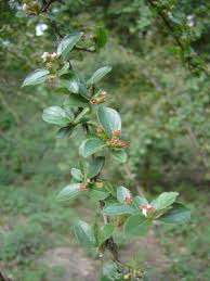 Attēlu rezultāti vaicājumam “Cotoneaster divaricatus”