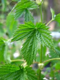 Attēlu rezultāti vaicājumam “Humulus lupulus leaf”