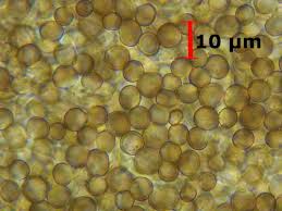 Attēlu rezultāti vaicājumam “Phleogena faginea”