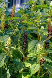 Attēlu rezultāti vaicājumam “Phytolacca acinosa fruit”