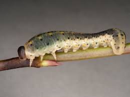 Attēlu rezultāti vaicājumam “Cimbicidae”