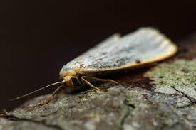 Attēlu rezultāti vaicājumam “Cybosia mesomella”