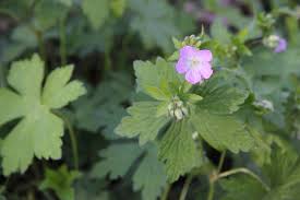 Attēlu rezultāti vaicājumam “Geranium palustre fruit”