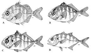 Image result for Caranx hippos