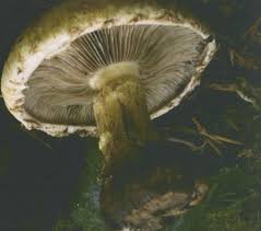 Attēlu rezultāti vaicājumam “Pachyphloeus melanoxanthus”