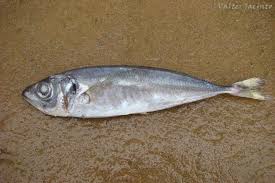 Image result for Trachurus trachurus