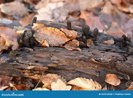 Attēlu rezultāti vaicājumam “Xylaria longipes”