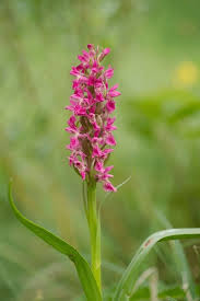 Attēlu rezultāti vaicājumam “Dactylorhiza incarnata”