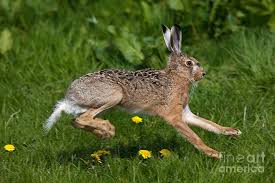 Attēlu rezultāti vaicājumam “Lepus europaeus”
