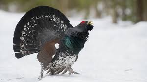 Attēlu rezultāti vaicājumam “Tetrao urogallus male”