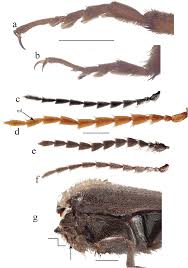 Attēlu rezultāti vaicājumam “Hemicrepidius sp.”