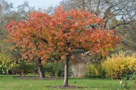 Attēlu rezultāti vaicājumam “Prunus (sakura)”