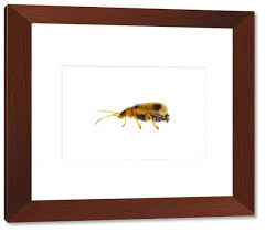 Attēlu rezultāti vaicājumam “Phyllobrotica quadrimaculata”