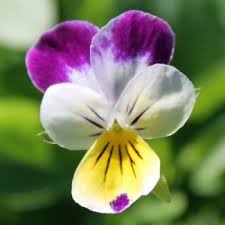 Image result for Hornveilchen