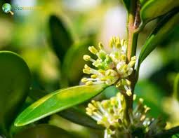 Attēlu rezultāti vaicājumam “Buxus sempervirens flower”
