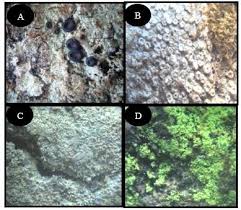 Attēlu rezultāti vaicājumam “Pertusaria amara”
