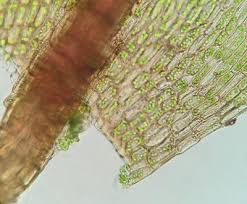 Attēlu rezultāti vaicājumam “Pohlia wahlenbergii var. calcarea”