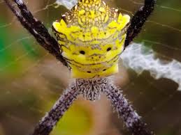 Attēlu rezultāti vaicājumam “Araneidae”