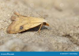 Attēlu rezultāti vaicājumam “Rivula sericealis”