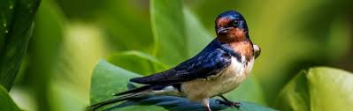 Attēlu rezultāti vaicājumam “Hirundo rustica adult”