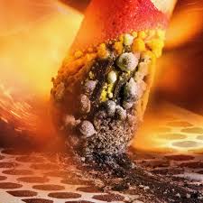 Attēlu rezultāti vaicājumam “Comatricha nigra young”