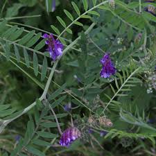 Attēlu rezultāti vaicājumam “Vicia cracca”