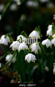Attēlu rezultāti vaicājumam “Leucojum vernum var. carpathicum”
