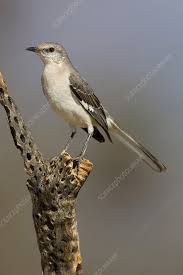 Image result for Mimus polyglottos