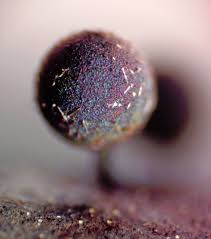 Attēlu rezultāti vaicājumam “Lamproderma arcyrioides stalked”