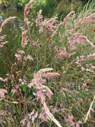 Attēlu rezultāti vaicājumam “Holcus lanatus”