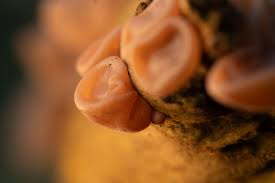 Attēlu rezultāti vaicājumam “Bryum funkii macro”