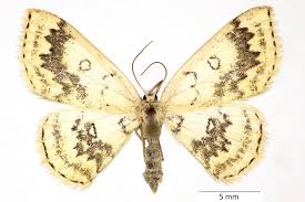 Attēlu rezultāti vaicājumam “Cyclophora annularia”