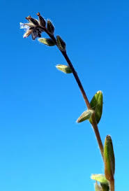 Attēlu rezultāti vaicājumam “Myosotis stricta”