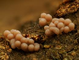 Attēlu rezultāti vaicājumam “Oligonema favogineum plasmodium”