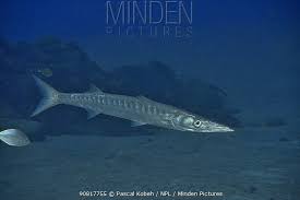 Image result for Sphyraena viridensis