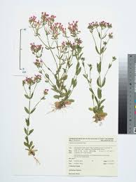 Image result for Centaurium erythraea