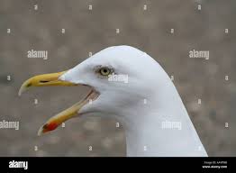 Attēlu rezultāti vaicājumam “Larus marinus adult”