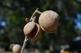 Attēlu rezultāti vaicājumam “Aesculus x hybrida fruit”