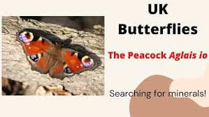 Attēlu rezultāti vaicājumam “Inachis io”