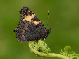 Image result for Small Tortoiseshell