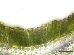 Attēlu rezultāti vaicājumam “Polytrichum commune”
