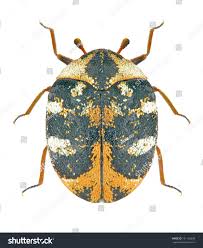 Attēlu rezultāti vaicājumam “Anthrenus scrophulariae”