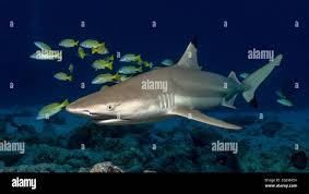 Image result for Carcharhinus limbatus