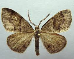 Attēlu rezultāti vaicājumam “Plagodis pulveraria”