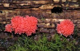 Attēlu rezultāti vaicājumam “Tubiferaceae”