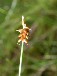 Attēlu rezultāti vaicājumam “Carex dioica”