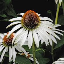 Image result for Sonnenhut